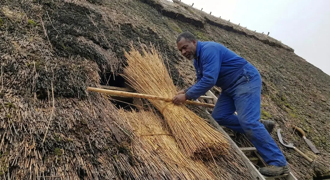 Thatcher fitting a new reed bundle into a worn section of an existing thatch roof